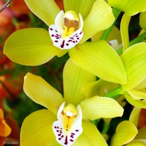 Orchideenblüte/6