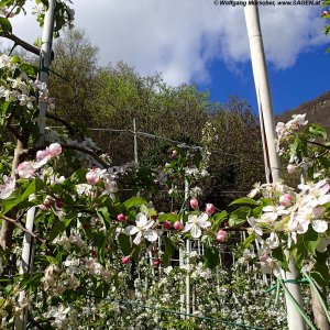 Apfelblüte Südtirol