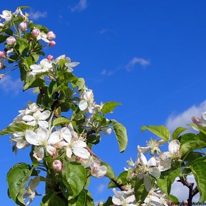 Apfelblüte Südtirol