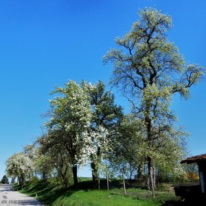 Birnbaum-Blüte im Mostviertel