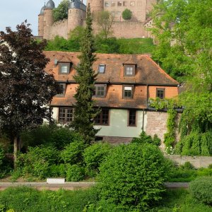 Burgruine Wertheim/Main