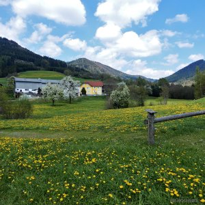 Löwenzahnwiesen im Yspertal
