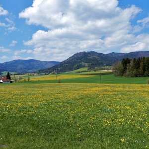 Löwenzahnwiesen im Yspertal