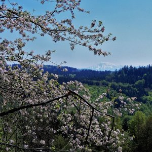Ötscherblick