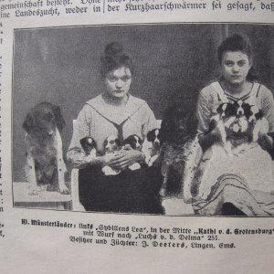 Hundezucht Münsterländer