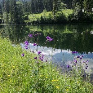 Akeleien am Hubertussee