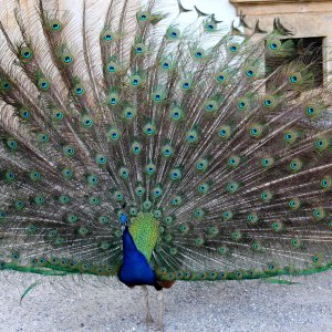 Pfau von vorne