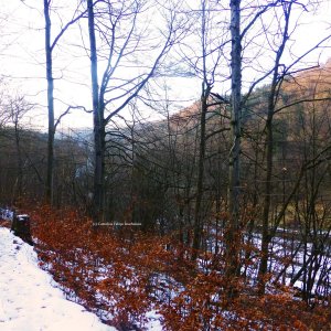 das letzte Sonnenlicht noch genießen. Wanderung zur Lutherbuche.