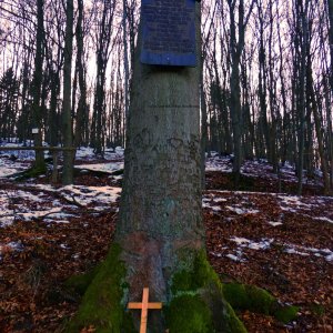 Die Lutherbuche von Stolberg im Südharz.