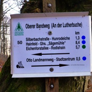 Lutherbuche als Knotenpunkt für weitere Wege.
