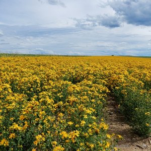 Johanniskraut-Feld