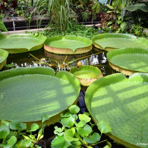 Riesenseerose Innsbruck Palmenhaus