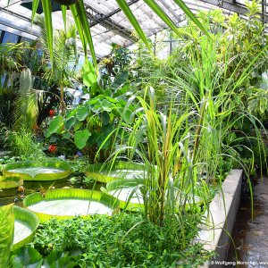 Riesenseerose Innsbruck Palmenhaus