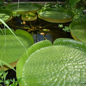 Riesenseerose Innsbruck Palmenhaus