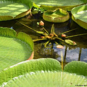 Riesenseerose Innsbruck Palmenhaus