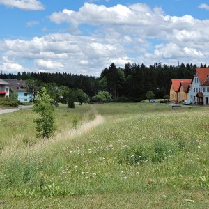 Mannshalm im Waldviertel