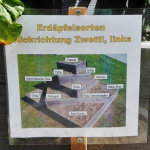 Erdäpfelsorten