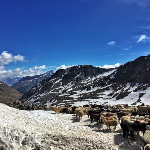 Transhumanz Schalstal - Vent via Niederjoch 2017