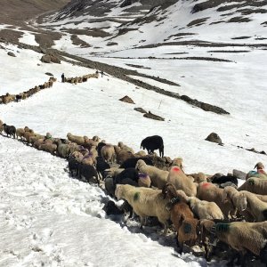Transhumanz Schalstal - Vent via Niederjoch 2017