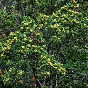 Keschtn-Edelkastanie-Maroni