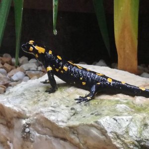 Feuersalamander