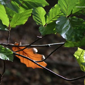 Herbstspaziergang 4