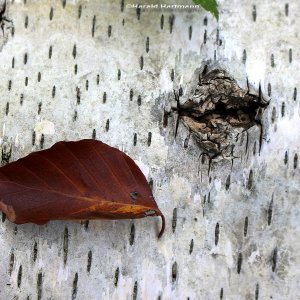 Herbstspaziergang 7