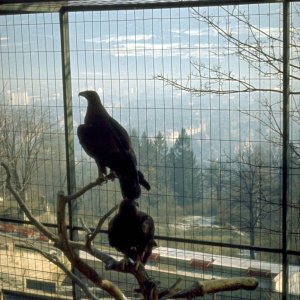 Steinadler, Alpenzoo