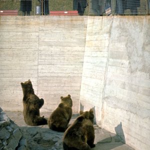 Alpenzoo, Innsbruck