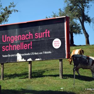 Ungenach, Werbung Kuhegal