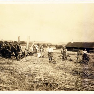 Balkenmäher mit Pferdeantrieb