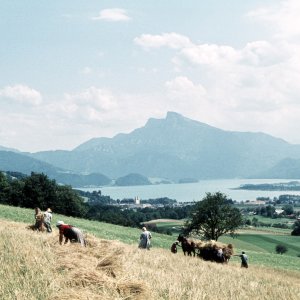 Ernte in St. Gilgen, 1960er-Jahre