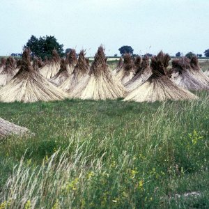 Schilfgewinnung Neusiedler See