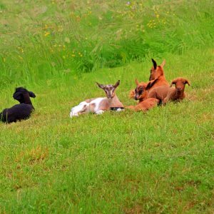 Das schwarze Schaf unter den Ziegen.