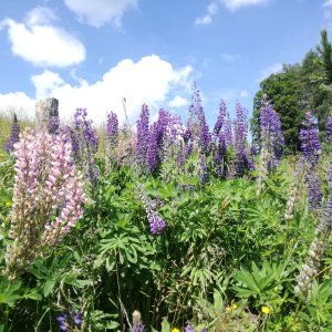 Lupinen