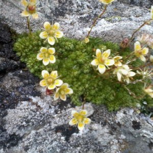 Almsommer Blühen ohne Ende