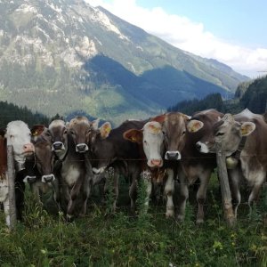Kühe in Vordernberg am Fuß des Erzbergs