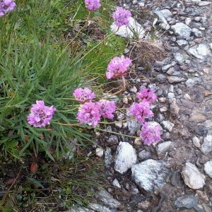 Blütenmeer Tappenkar Kleinarl 3.7.2018