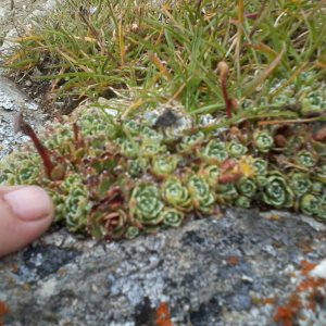 Blütenmeer Tappenkar Kleinarl 3.7.2018