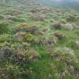 Blütenmeer Tappenkar Kleinarl 3.7.2018