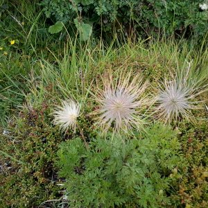 Blütenmeer Tappenkar Kleinarl 3.7.2018