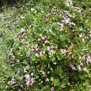 Blütenmeer Tappenkar Kleinarl 3.7.2018