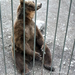 Braunbär