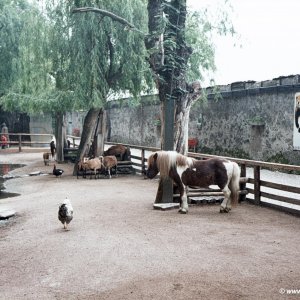 Zoo Schönbrunn, 1970er Jahre