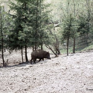 Wildschwein in Gehege