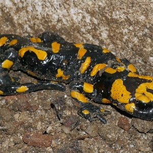 Feuersalamander