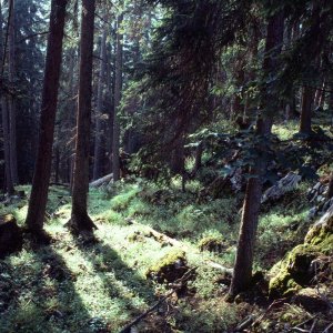 Wald zur Viehbergalm bei Gröbming