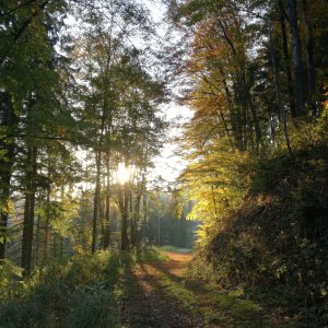 Goldener Herbst in der Obersteiermark