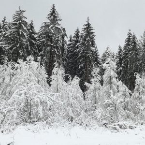 Winter im Waldviertel