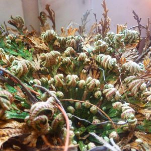 Rose von Jericho